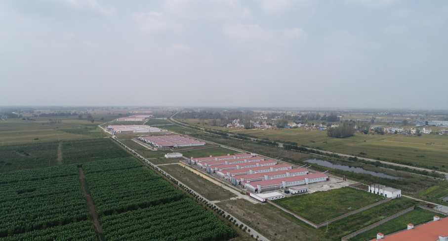 安徽靈璧240萬蛋雞項目