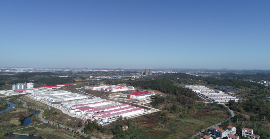 湖北紅安240萬蛋雞項目