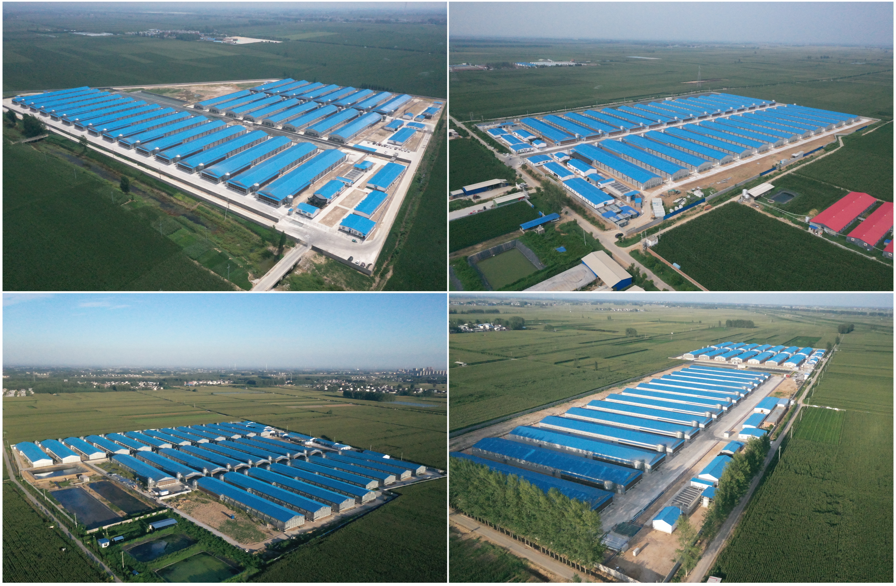 西華雙彙年出欄1億羽肉雞項目