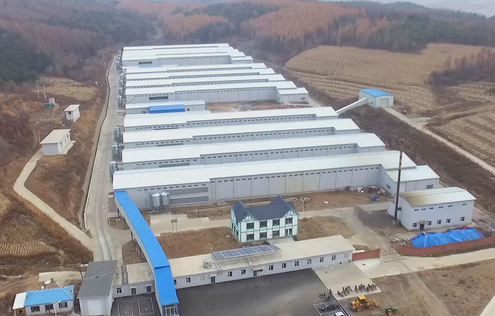 廣州廣興集團爲吉林金翼蛋品有限公司提供成套自動化蛋雞飼養設備